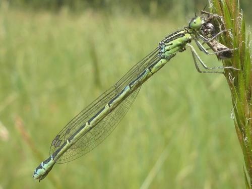 Coenagrion scitulum